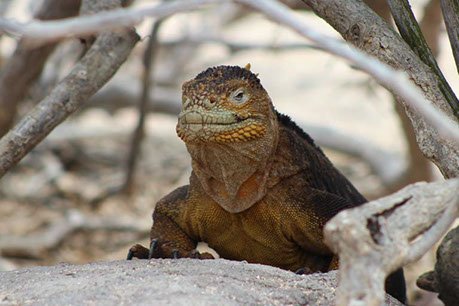 iguana-terrestre