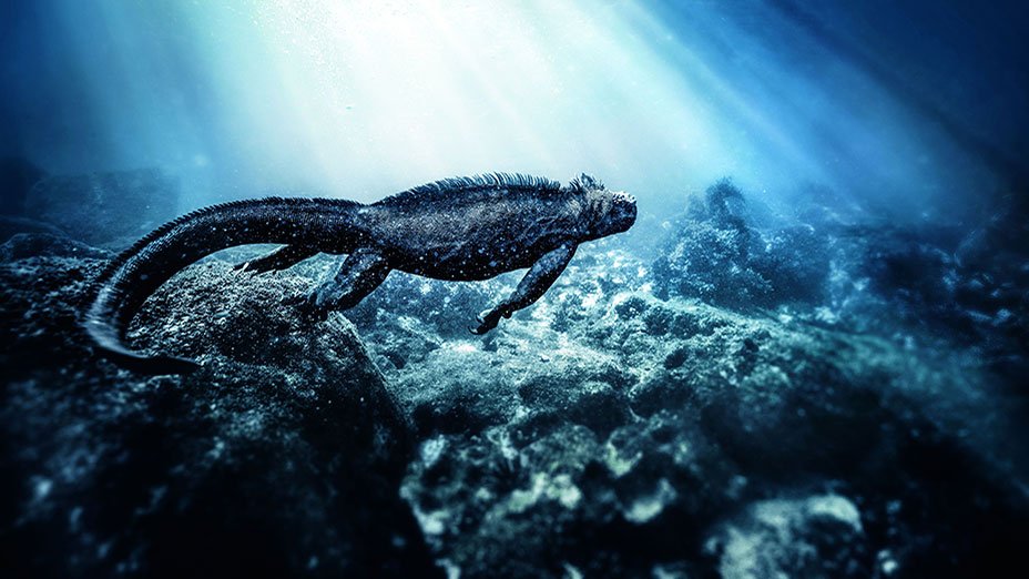 Marine-Iguana-Ecuador