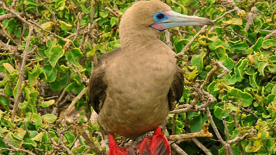 RedFooted-Booby-Ecuador