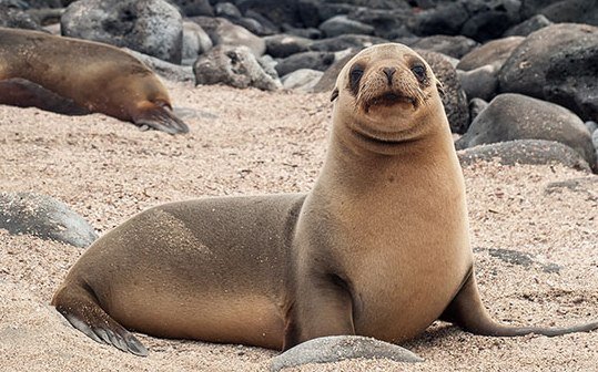 Sea lion - Galapagos