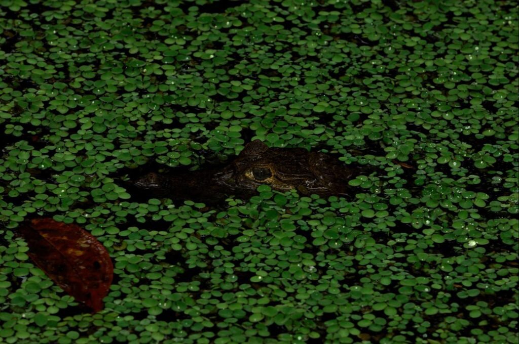 8zbKiTbKXyt4pGIA3E6f