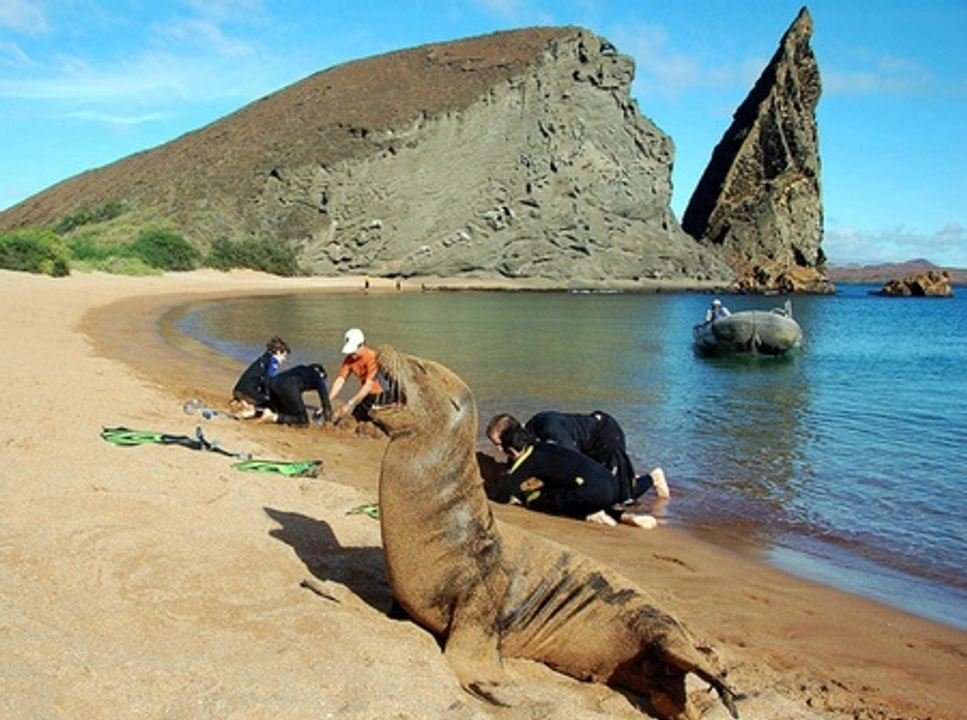 Bartolome Islands Sea lion with divers in the beach