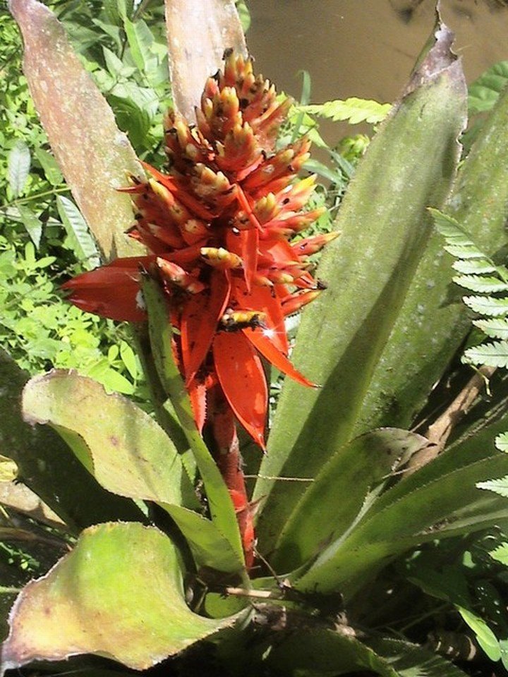 Bromelias1