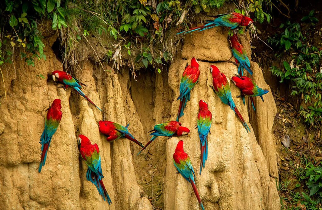 Clay-Licks-Of-The-Amazon-Rainforest-1120x732