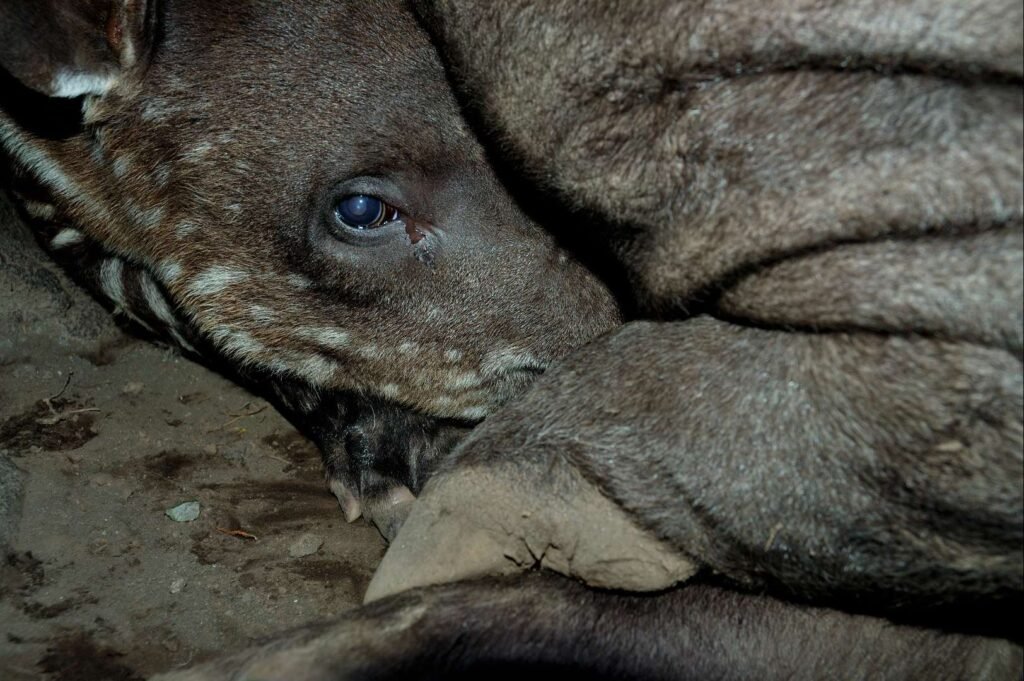 DKJDeta0VRziErLgqRSy