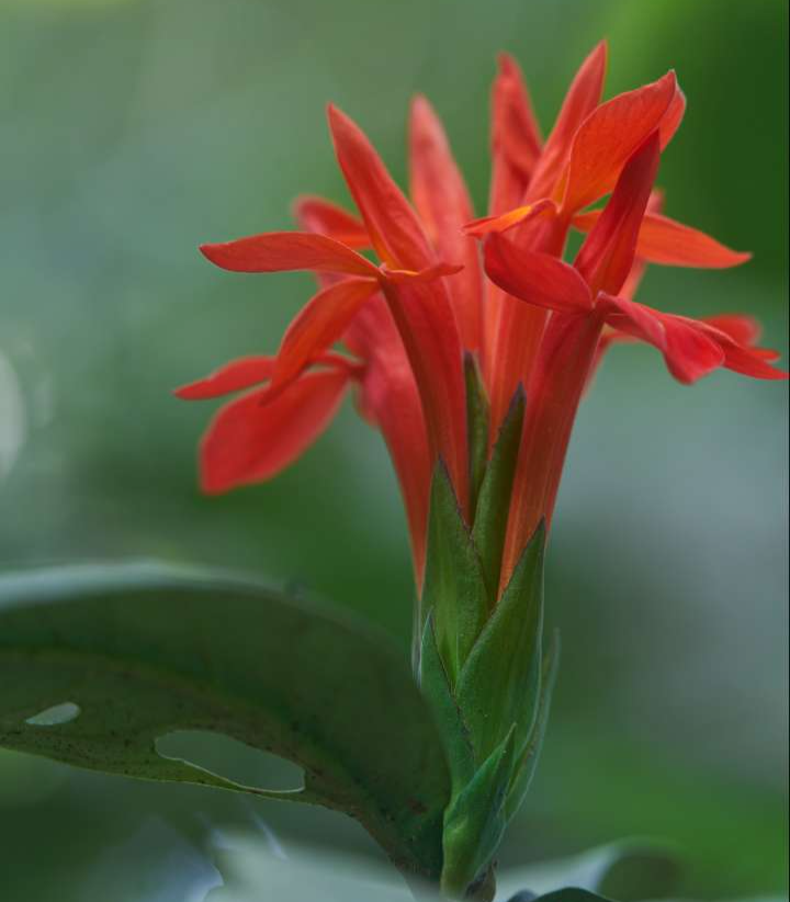 DUUaODkhwIDljCQR0573