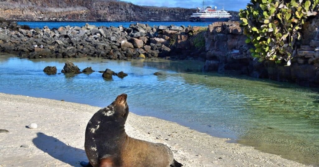 Ecuador-Galapagos-Genovesa-Darwin-Bay-Sea-Lion-1200x630