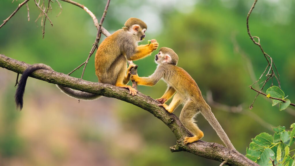 Monkey-In-The-Amazon-Ecuador