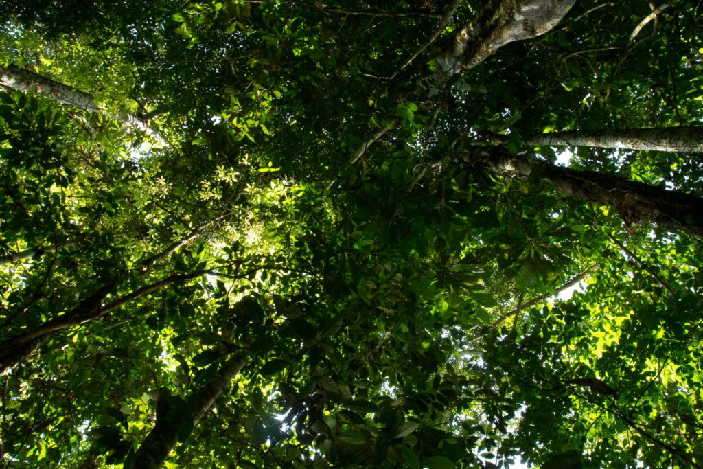 OQX1ZZ15YoyHdC61Oqlu