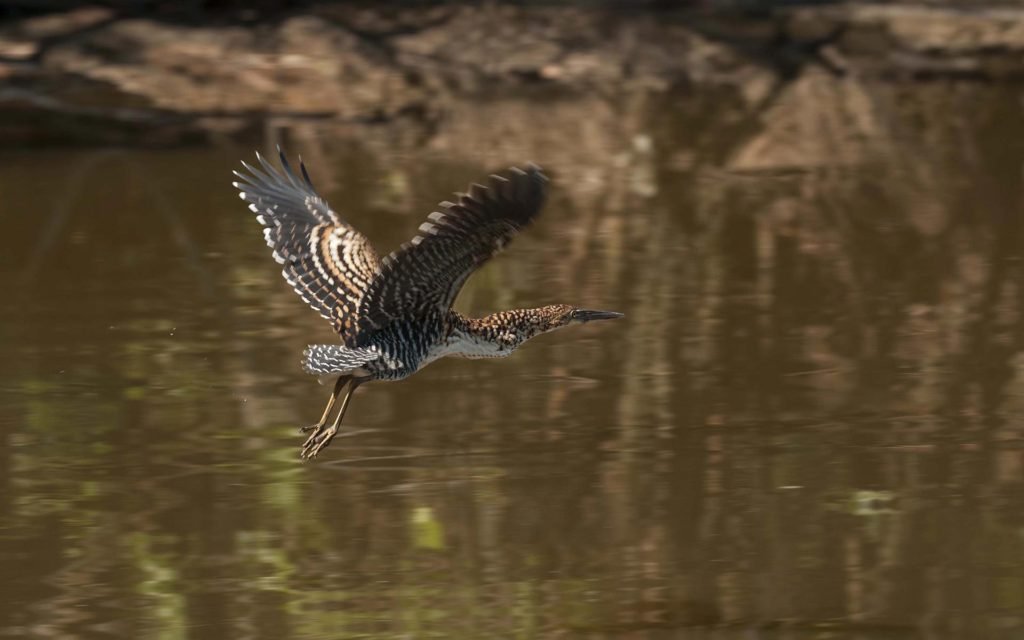 Ochre-striped Antpitta birding_08-1024x640