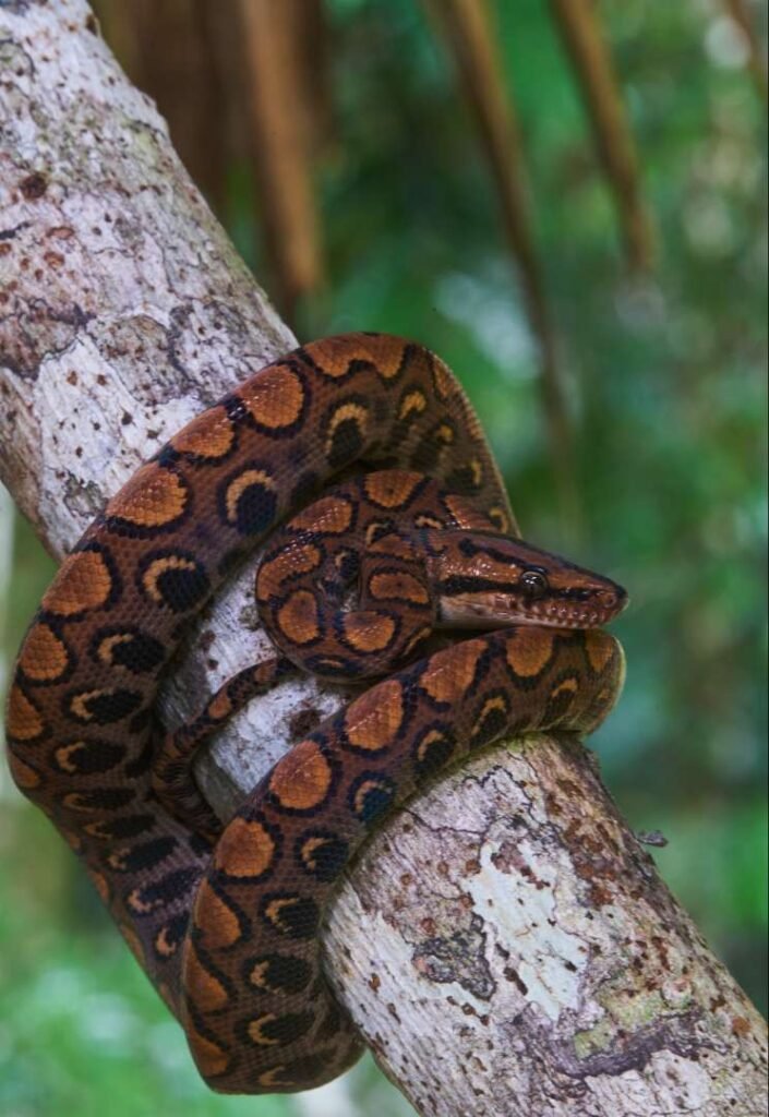 PTjr82XrMSARJjfag3wQ