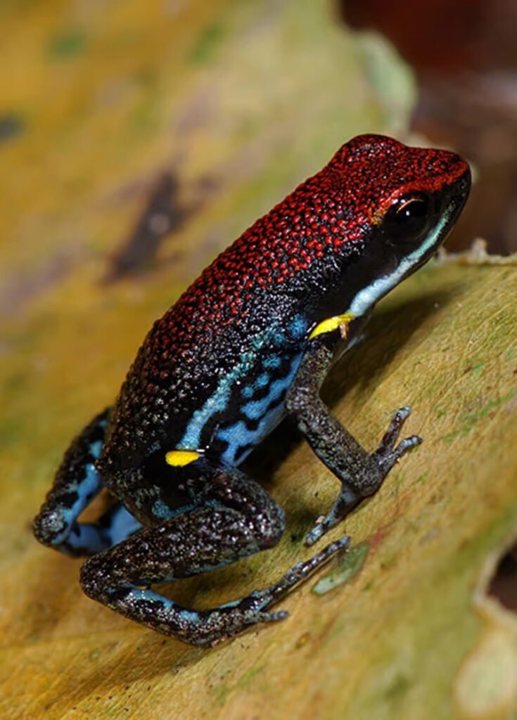 SANI LODGE why-protect