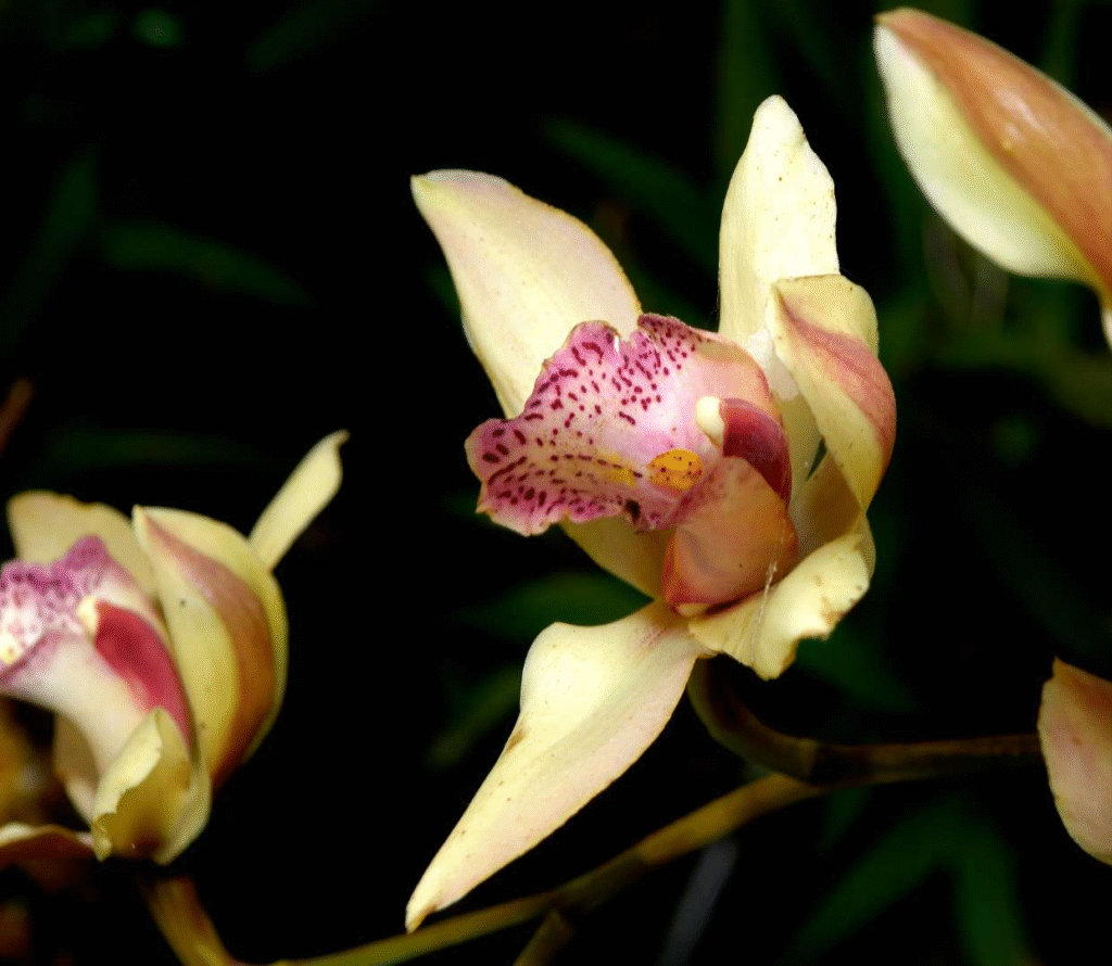 ZBIc65nSu9BF0RH57dXn