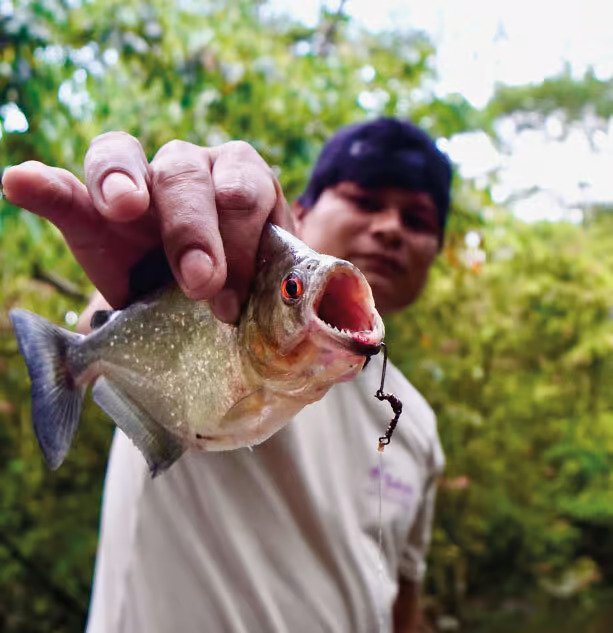 activities-piranha-4