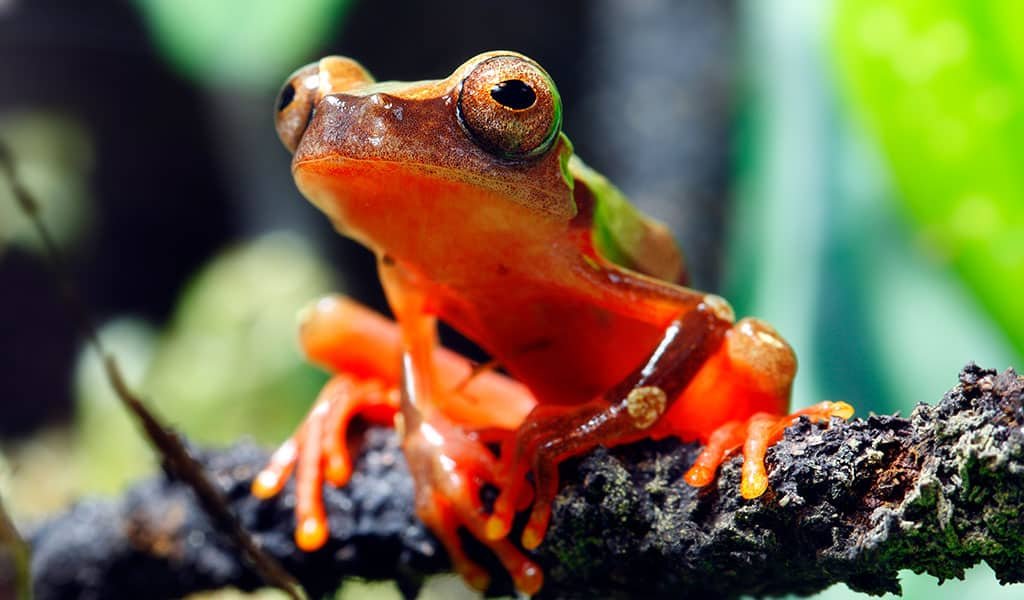 amazon-wildlife-frog-01