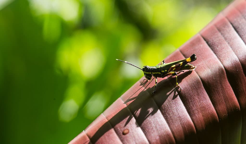 amazon-wildlife-grasshopper