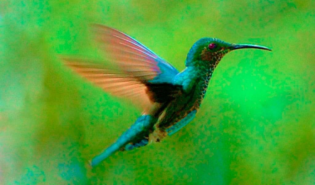 amazon-wildlife-humminbird