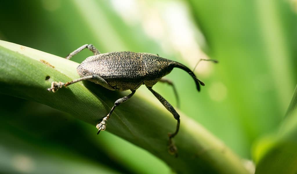 amazon-wildlife-insect
