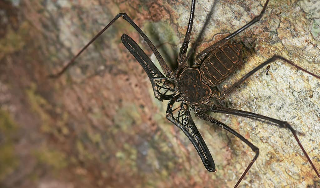 amazon-wildlife-spider-01