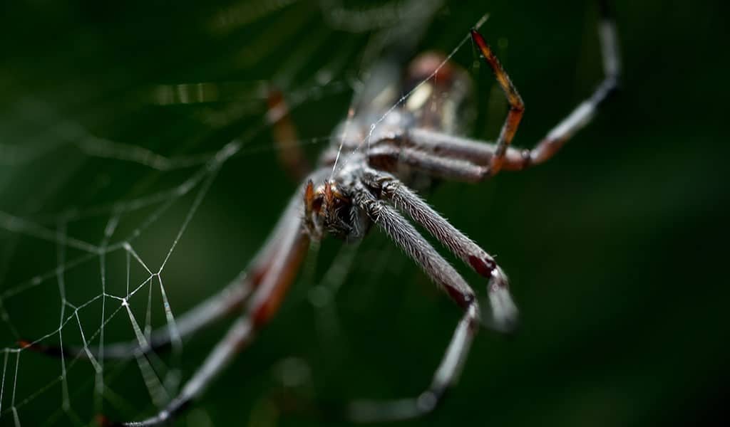 amazon-wildlife-spider