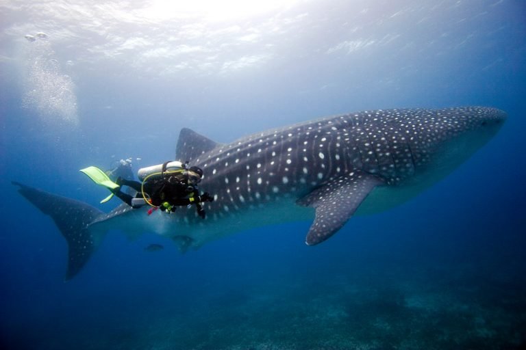 aqua-diving5-768x512