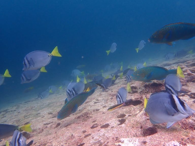 aqua-wolf-fishes-768x576