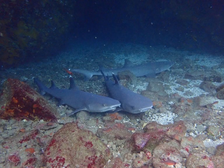 aqua-wolf-white-tips-768x576