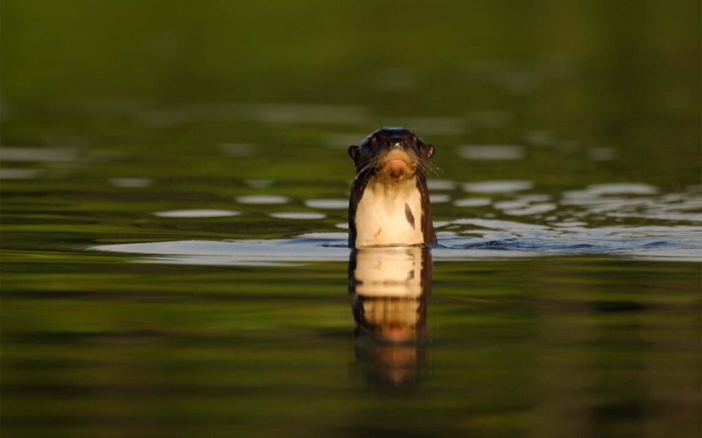 bn_amazing_wildlife_01