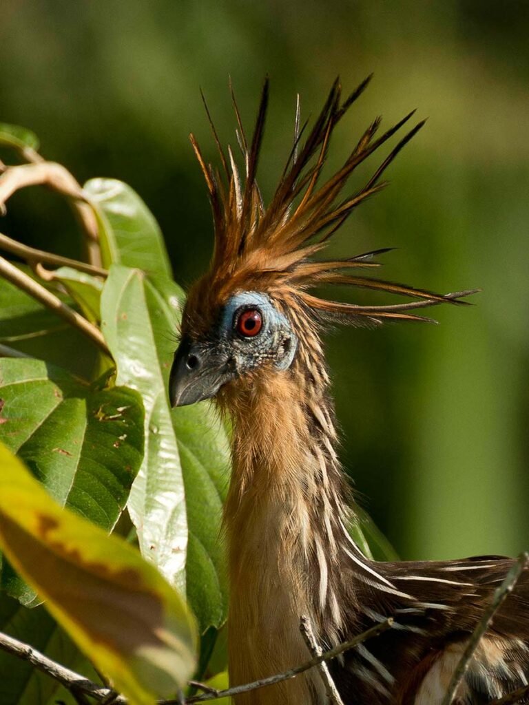 bn_amazing_wildlife_03