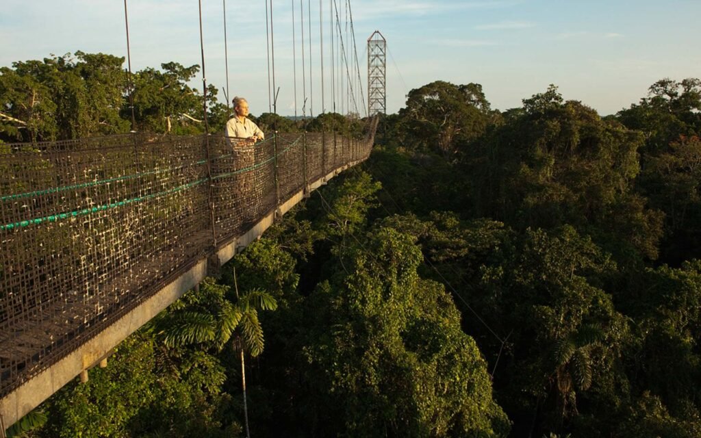 bn_canopy_walk_01-1