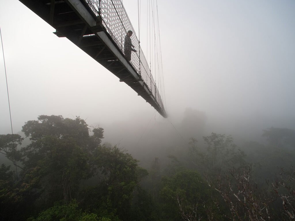 bn_canopy_walk_02