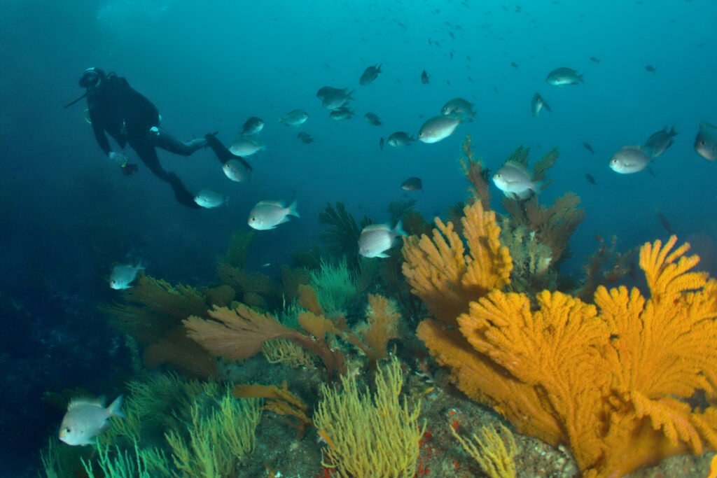 cabo douglas galapagos diving site