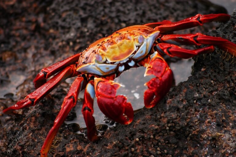 crab-2113969_1280-768x511