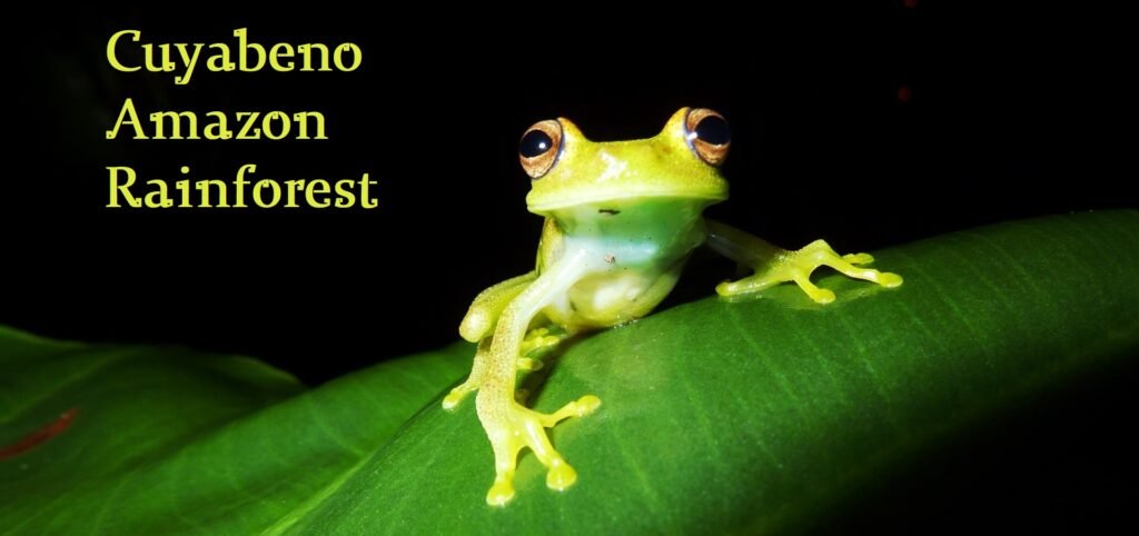 CREATOR: gd-jpeg v1.0 (using IJG JPEG v62), quality = 85