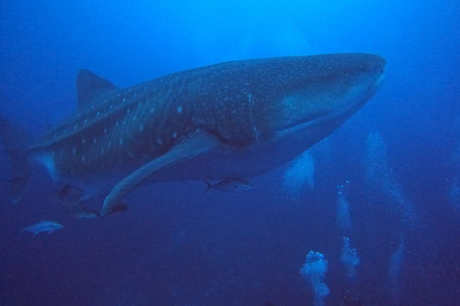 diving4-galaxy-diver