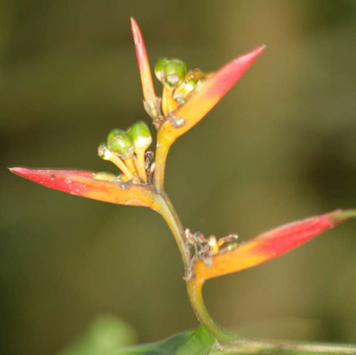 eHgAU0X6HtvhciopyA8Q