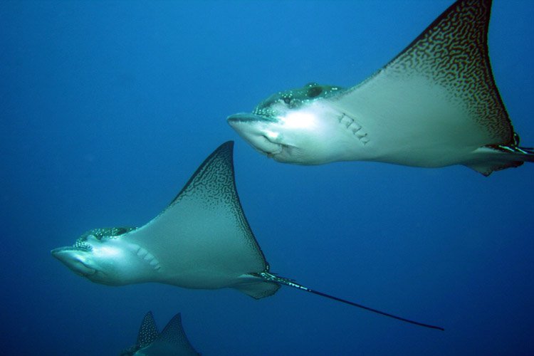 eagle-rays