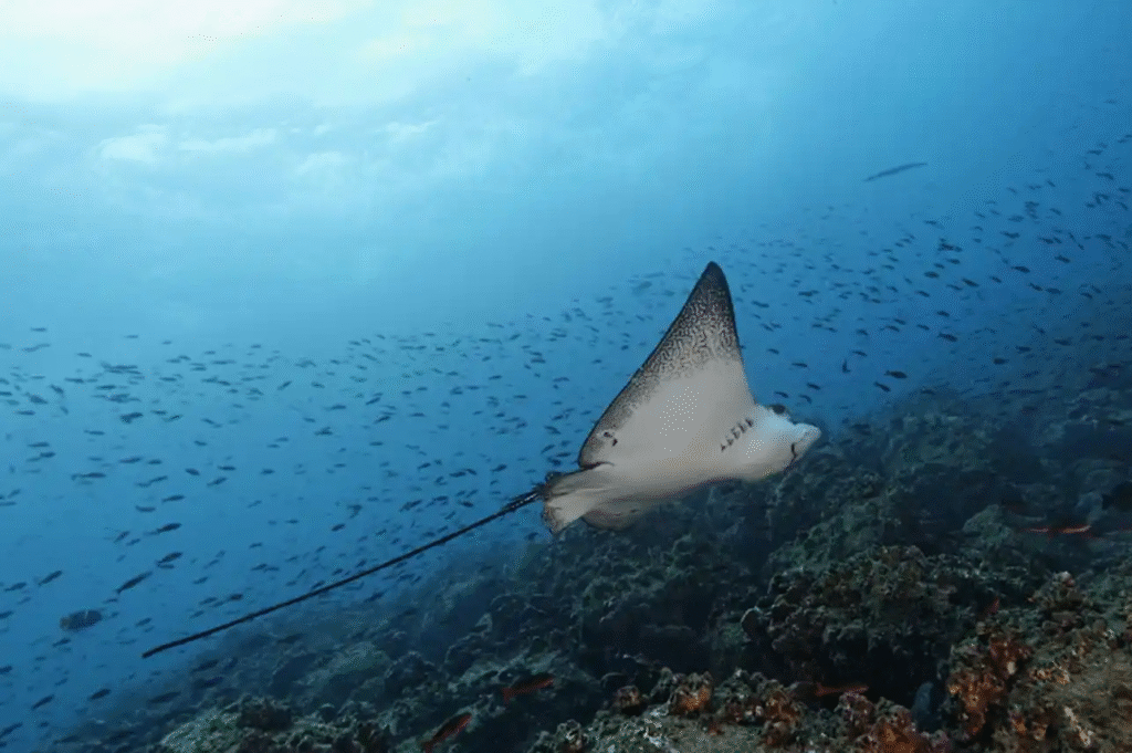eagle_ray_edited