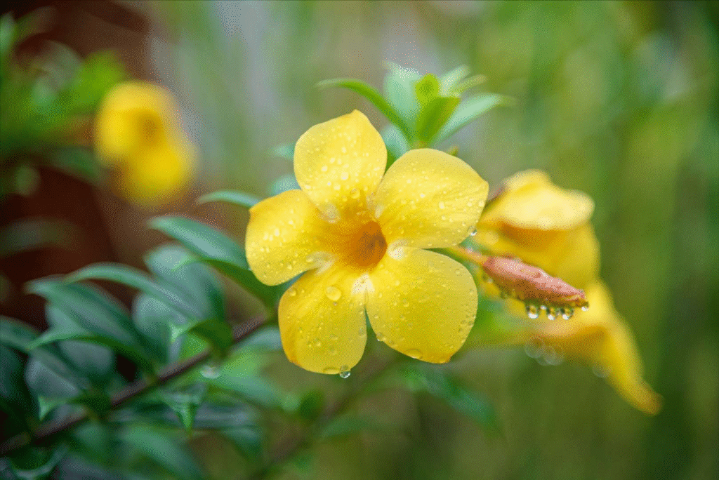 f6r2Sr3luxGDF2rfDUWW