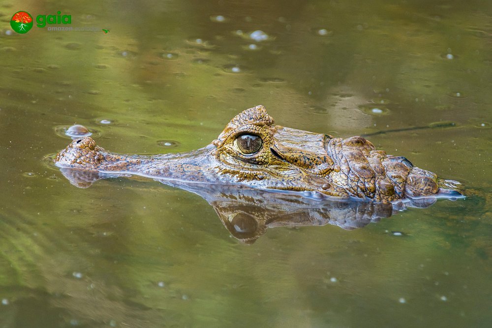 gaia-amazon-eco-lodge (13)