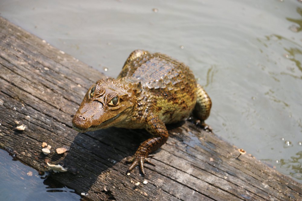 gaia-amazon-eco-lodge (18)