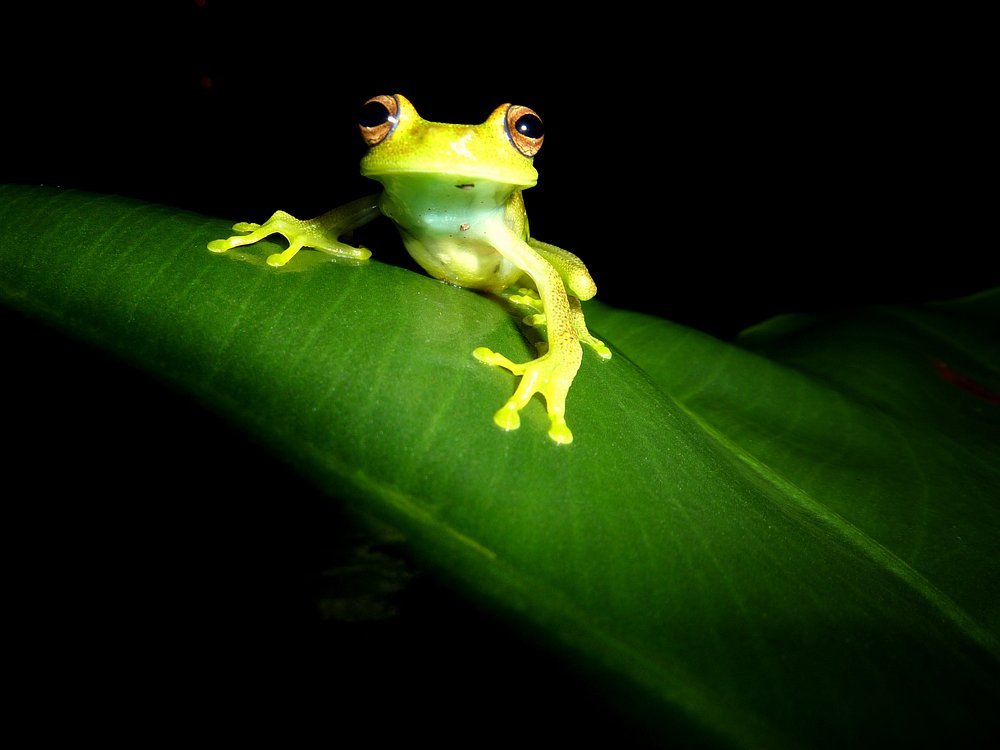 gaia-amazon-eco-lodge (25)