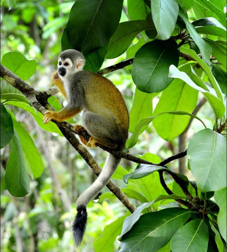 gaia-amazon-eco-lodge (26)