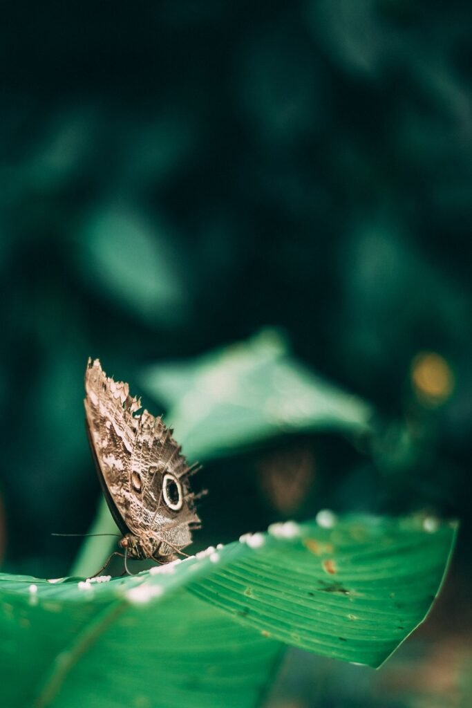 gaia-amazon-eco-lodge (31)