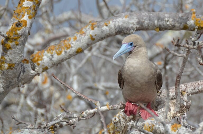 galapagos-islands-blue boobie
