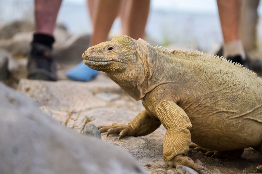 gmajestic-exp-excursion8