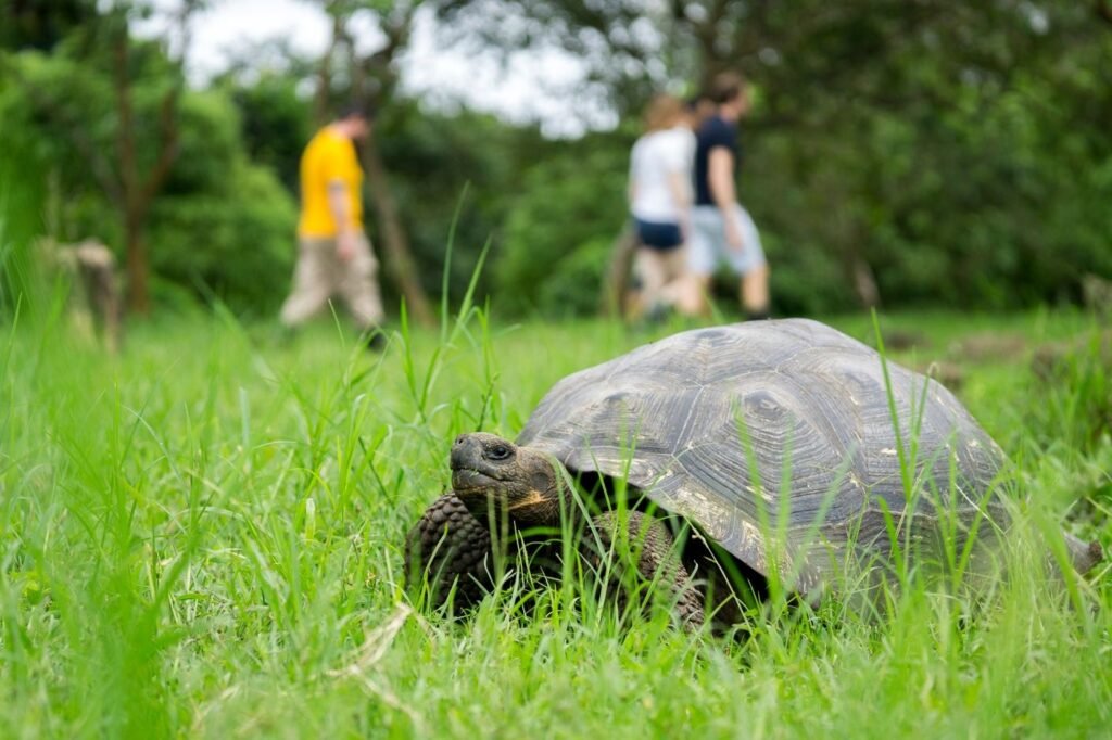 gmajestic-exp-tortoises1