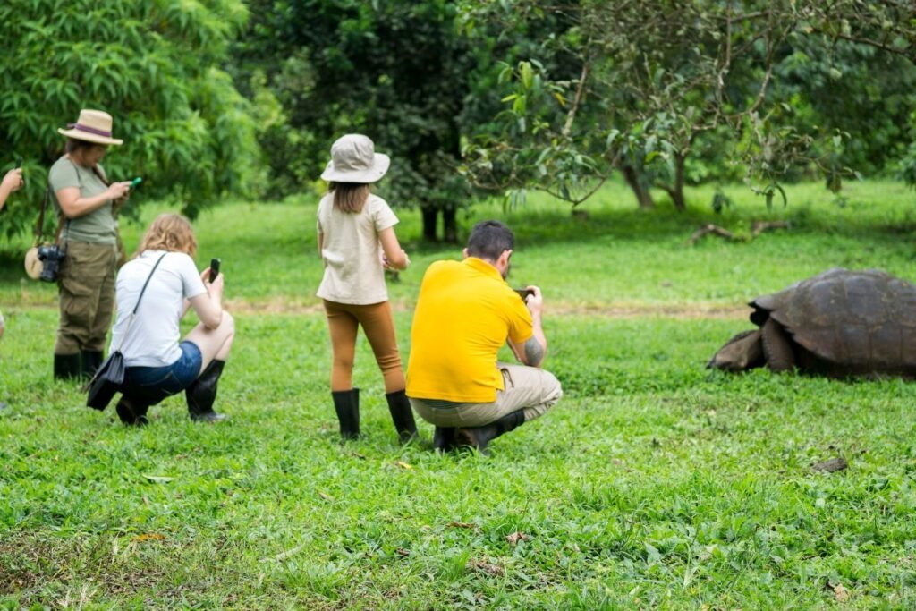 gmajestic-exp-tortoises2