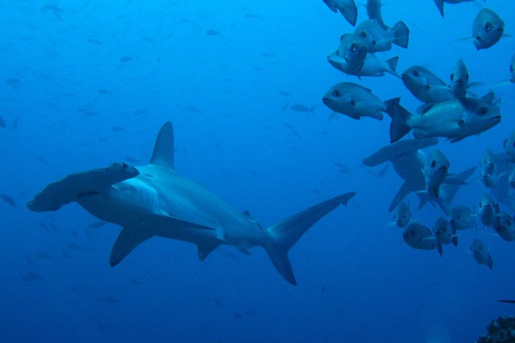 hammerhead-shark