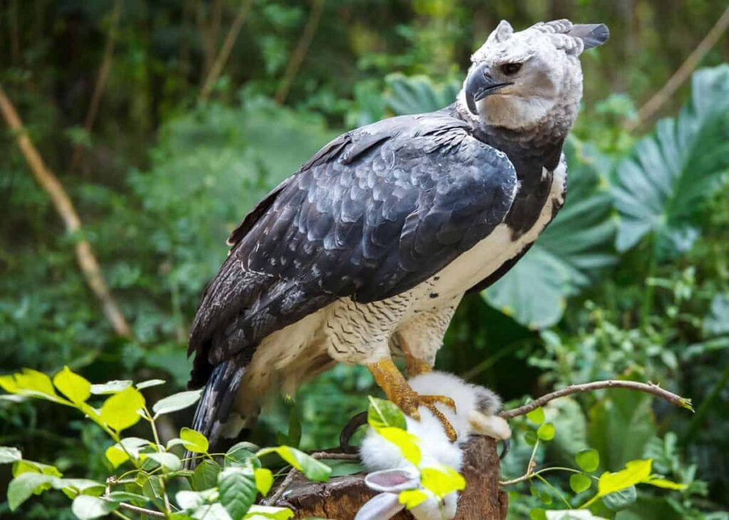 harpy-eagle